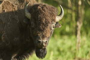 Mann verirrt sich auf Suche nach verlorenem Schuh in Münchner Bisongehege