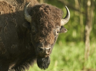 Mann verirrt sich auf Suche nach verlorenem Schuh in Münchner Bisongehege