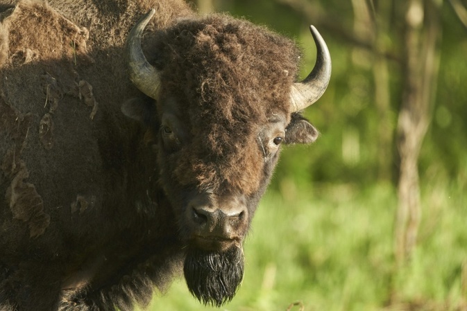 Mann verirrt sich auf Suche nach verlorenem Schuh in Münchner Bisongehege