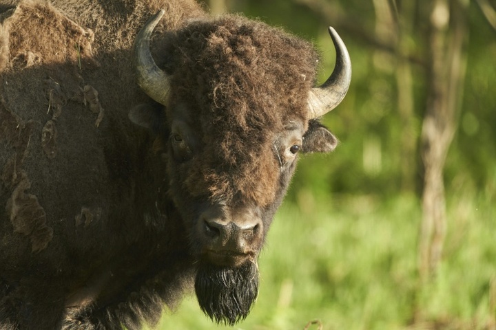 Mann verirrt sich auf Suche nach verlorenem Schuh in Münchner Bisongehege