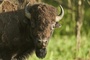 Mann verirrt sich auf Suche nach verlorenem Schuh in Münchner Bisongehege