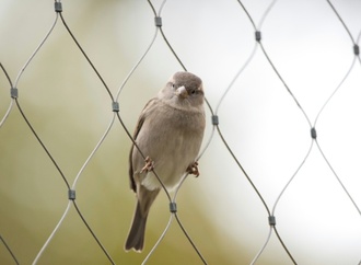 Zählung von Naturschützern: Weniger Spatzen in deutschen Gärten