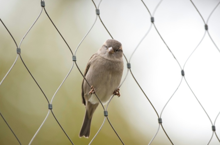 Zählung von Naturschützern: Weniger Spatzen in deutschen Gärten