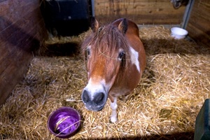 Pony blockiert Bahnübergang in Coesfeld - Polizei muss Tier namens Kira einfangen