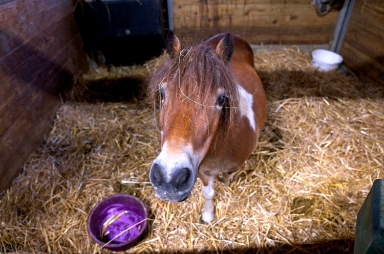 Pony blockiert Bahnübergang in Coesfeld - Polizei muss Tier namens Kira einfangen