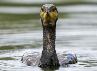 Fischfresser: Mehrere EU-Länder wollen Jagd auf Kormorane erlauben