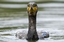 Fischfresser: Mehrere EU-Länder wollen Jagd auf Kormorane erlauben