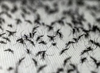 Lernfähige Blutsauger: Warum Insektenspray Mücken sogar anziehen kann