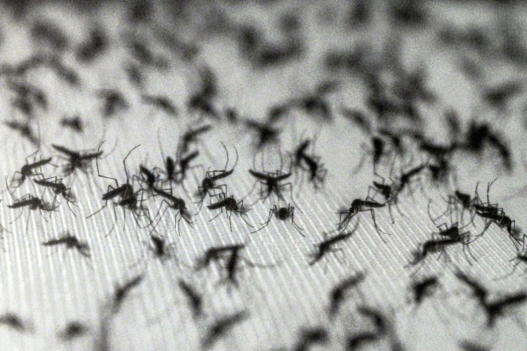 Lernfähige Blutsauger: Warum Insektenspray Mücken sogar anziehen kann