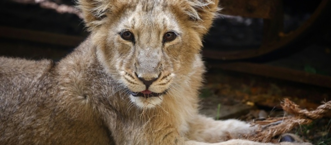 Sorge um seltene Asiatische Löwen nach acht Todesfällen in Indien