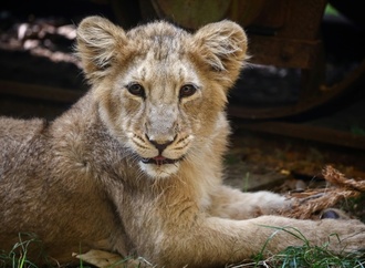 Sorge um seltene Asiatische Löwen nach acht Todesfällen in Indien