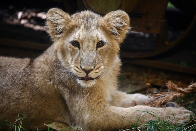Sorge um seltene Asiatische Löwen nach acht Todesfällen in Indien