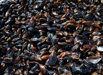 Aquakultur: Muschelproduktion steigt stark um 42,1 Prozent