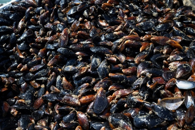 Aquakultur: Muschelproduktion steigt stark um 42,1 Prozent