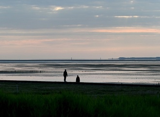 Hilfloser Schweinswal in Wattenmeer: Tier stirbt nach Rettungseinsatz