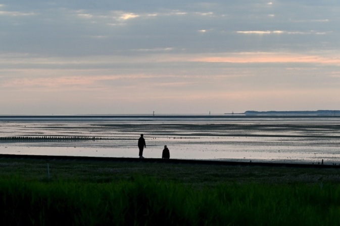 Hilfloser Schweinswal in Wattenmeer: Tier stirbt nach Rettungseinsatz