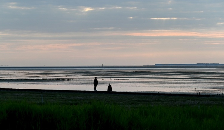 Hilfloser Schweinswal in Wattenmeer: Tier stirbt nach Rettungseinsatz
