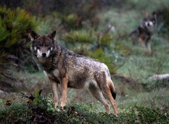 Wolf von Altona ist mutmaßlich tot