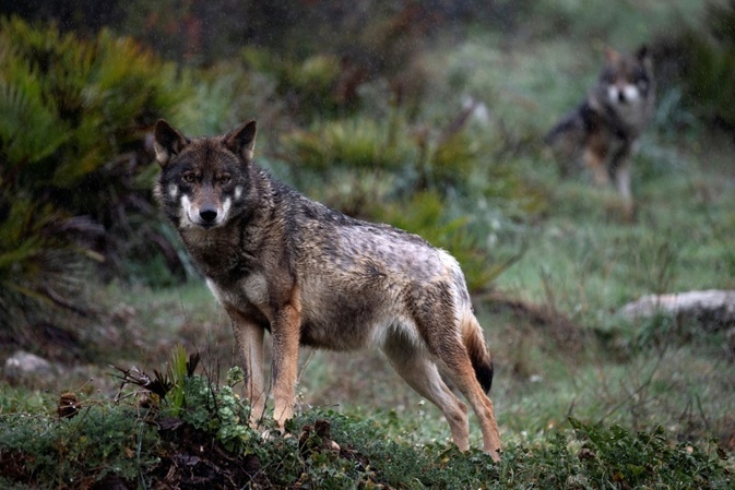 Wolf von Altona ist mutmaßlich tot