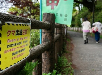Schulschließungen in japanischer Stadt wegen streunenden Bären