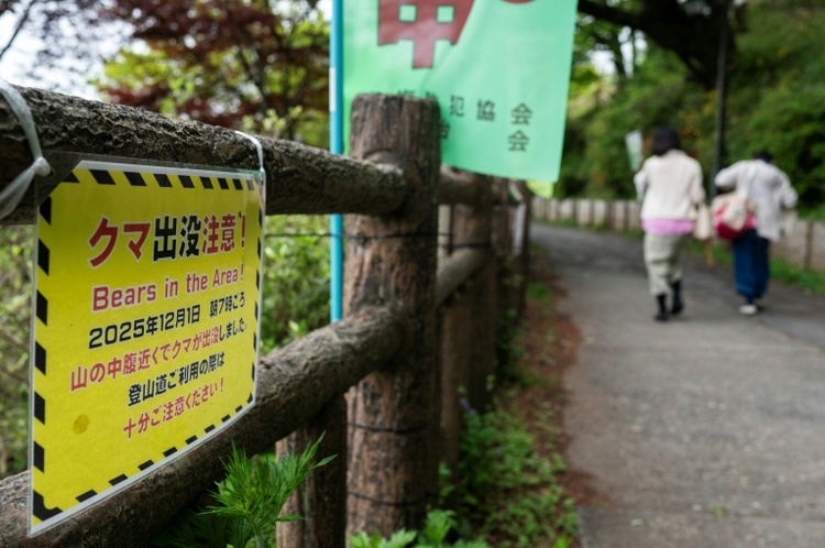 Schulschließungen in japanischer Stadt wegen streunenden Bären