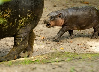 Zwergflusspferd in Berliner Zoo heißt Brötchen