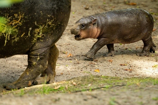 Zwergflusspferd in Berliner Zoo heißt Brötchen
