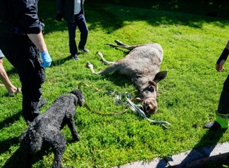 Elch in Osloer Innenstadt abgeschossen