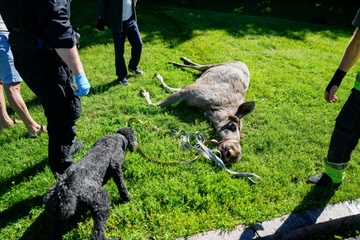 Elch in Osloer Innenstadt abgeschossen