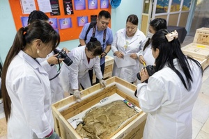 Mongolei erhält geschmuggelte Dinosaurier-Fossilien zurück