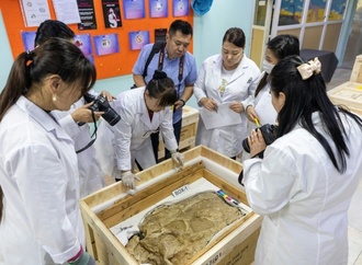 Mongolei erhält geschmuggelte Dinosaurier-Fossilien zurück