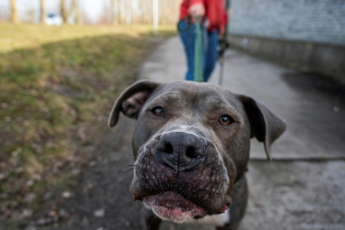 84-Jähriger in Baden-Württemberg bei Hundeattacke an Hals schwer verletzt