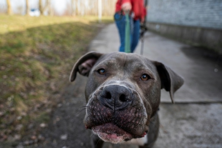 84-Jähriger in Baden-Württemberg bei Hundeattacke an Hals schwer verletzt
