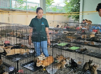 Polizei in Vietnam zerschlägt Katzenfleisch-Netzwerk