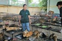 Polizei in Vietnam zerschlägt Katzenfleisch-Netzwerk