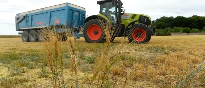 EU-Parlament stimmt über Lockerung der Gentechnik-Regeln ab