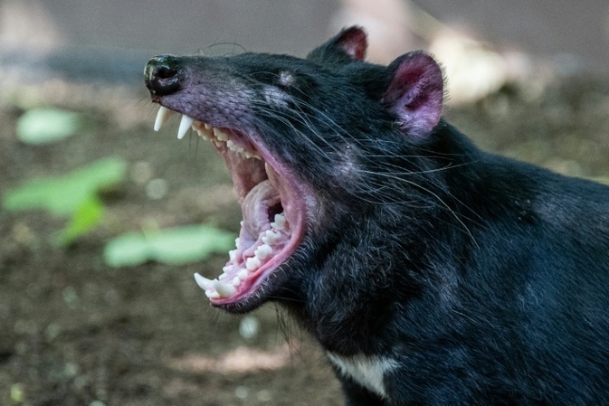 Ausgebüxter Tasmanischer Teufel in Australien nach zwei Wochen wiedergefunden