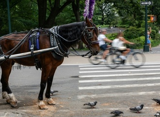 18-Jähriger bei Unfall mit Pferdekutsche im New Yorker Central Park gestorben