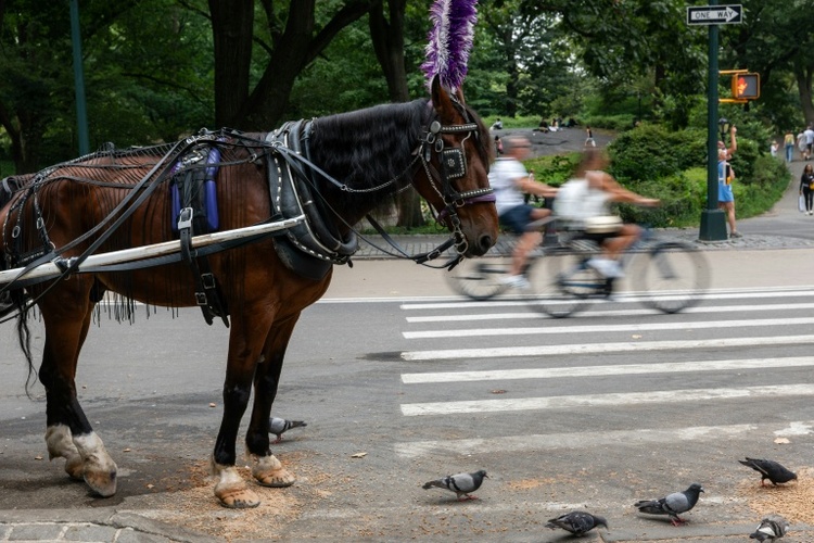 18-Jähriger bei Unfall mit Pferdekutsche im New Yorker Central Park gestorben