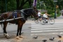 18-Jähriger bei Unfall mit Pferdekutsche im New Yorker Central Park gestorben