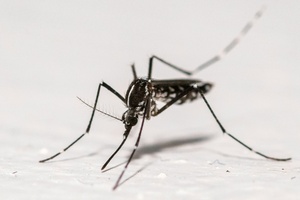 RKI rechnet mit Ausbreitung des West-Nil-Virus
