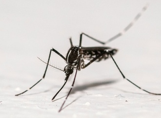 RKI rechnet mit Ausbreitung des West-Nil-Virus
