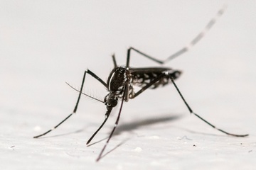 RKI rechnet mit Ausbreitung des West-Nil-Virus