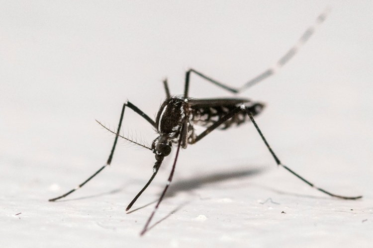 RKI rechnet mit Ausbreitung des West-Nil-Virus