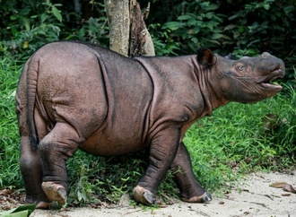 Indonesien will letztes Borneo-Nashorn einfangen und künstlich befurchten