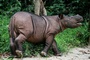 Indonesien will letztes Borneo-Nashorn einfangen und künstlich befurchten