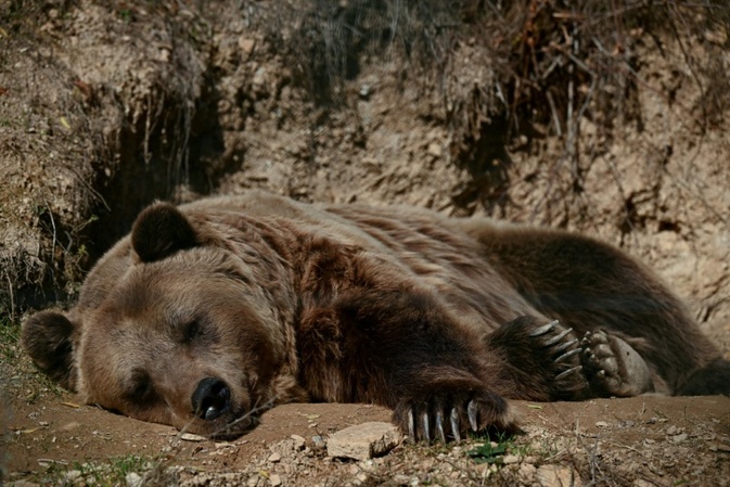 Nach dem Wolf drängen fünf EU-Länder auf Lockerung des Schutzes für Braunbären