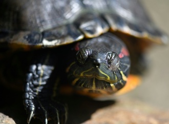 Fußballgroße Schildkröte auf Autobahnzufahrt - vermutlich ausgesetzt