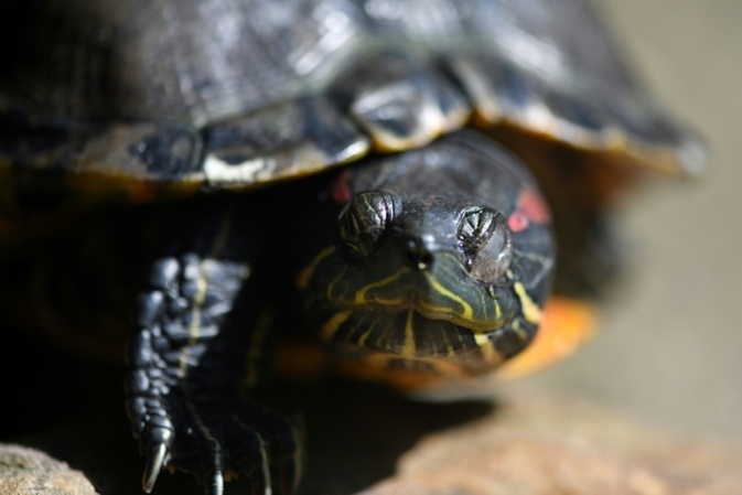 Fußballgroße Schildkröte auf Autobahnzufahrt - vermutlich ausgesetzt