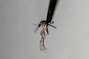 Armee soll in Sri Lanka bei Eindämmung von Dengue-Fieber helfen
